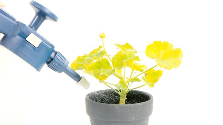 初冬天竺葵浇水技巧是什么？