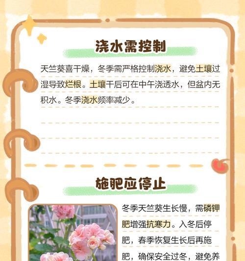 初冬天竺葵浇水技巧是什么？