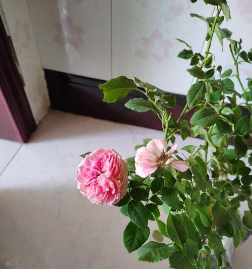月季花型不佳怎么补救？有效方法是什么？