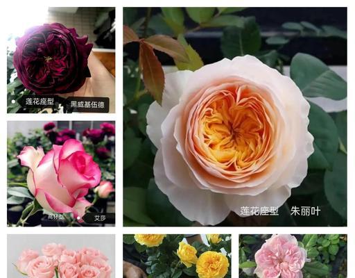 月季花型不佳怎么补救？有效方法是什么？