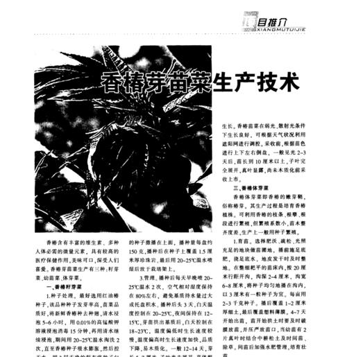 玫瑰弱苗栽培的关键技术要点是什么？