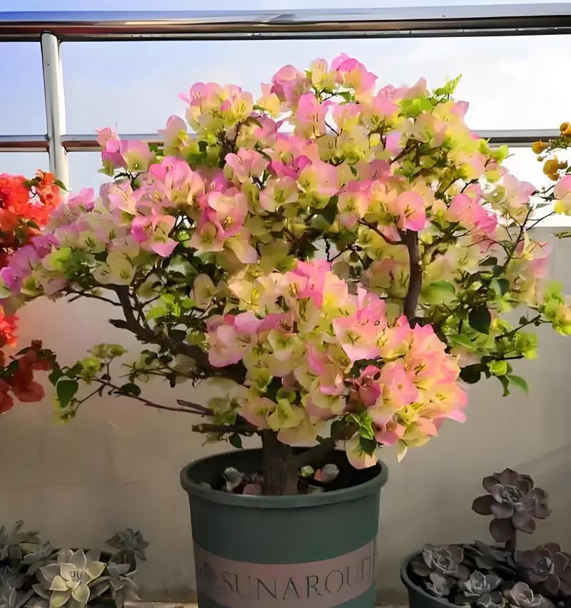 三角梅枝条徒长的原因是什么？如何控制徒长？