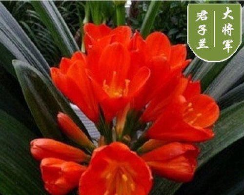 鸳鸯君子兰如何繁殖？繁殖方法有哪些？