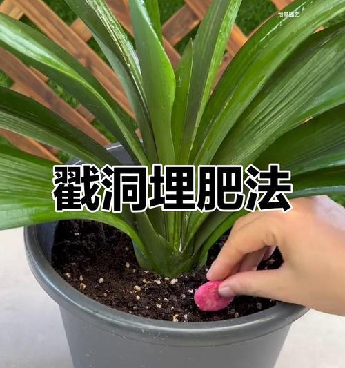 君子兰养活不开花的原因及解决方法是什么？