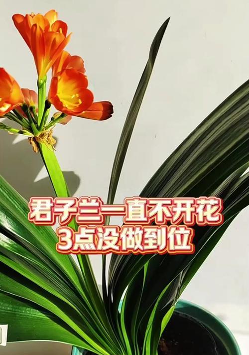 君子兰养活不开花的原因及解决方法是什么？