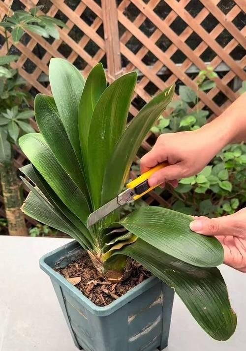 君子兰如何预防高温下的害虫？
