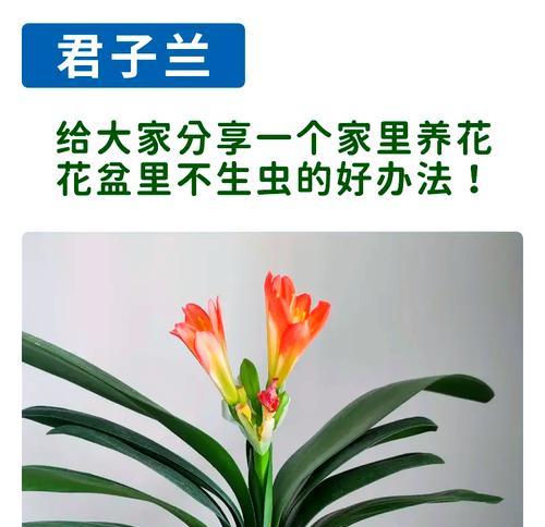 君子兰如何预防高温下的害虫？