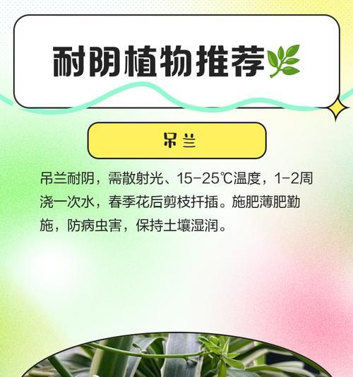 君子兰如何预防高温下的害虫？