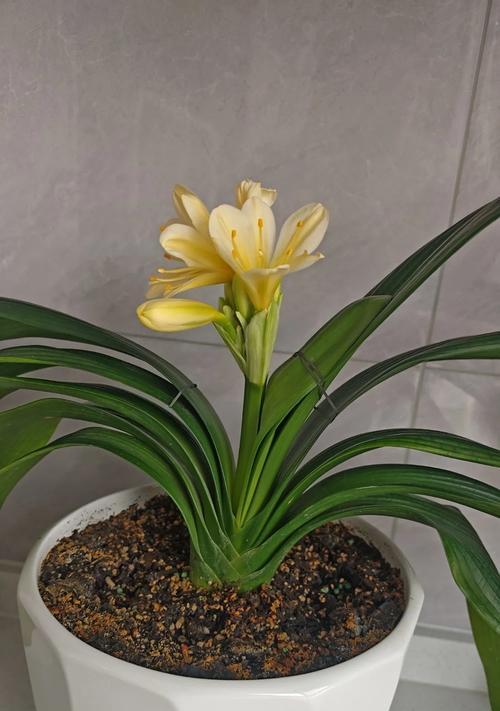 君子兰如何促进双剑花苞的形成？君子兰开花技巧是什么？