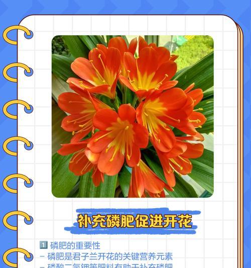 君子兰如何促进双剑花苞的形成？君子兰开花技巧是什么？