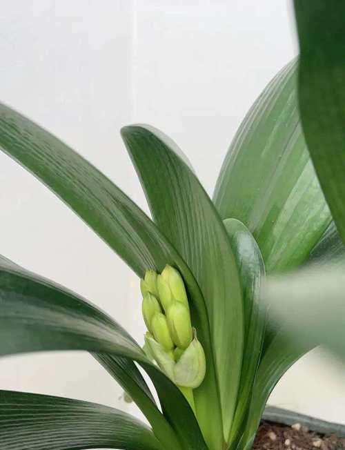 君子兰如何促进双剑花苞的形成？君子兰开花技巧是什么？