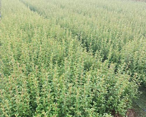 火棘小苗栽培技术要点有哪些？如何培育健康的火棘小苗？
