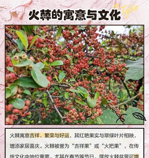 火棘小苗栽培技术要点有哪些？如何培育健康的火棘小苗？