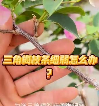 三角梅如何培养出粗壮的主干？