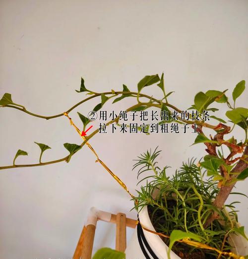 三角梅如何培养出粗壮的主干？