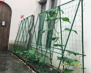 哪些品种适合用作爬架观赏植物？
