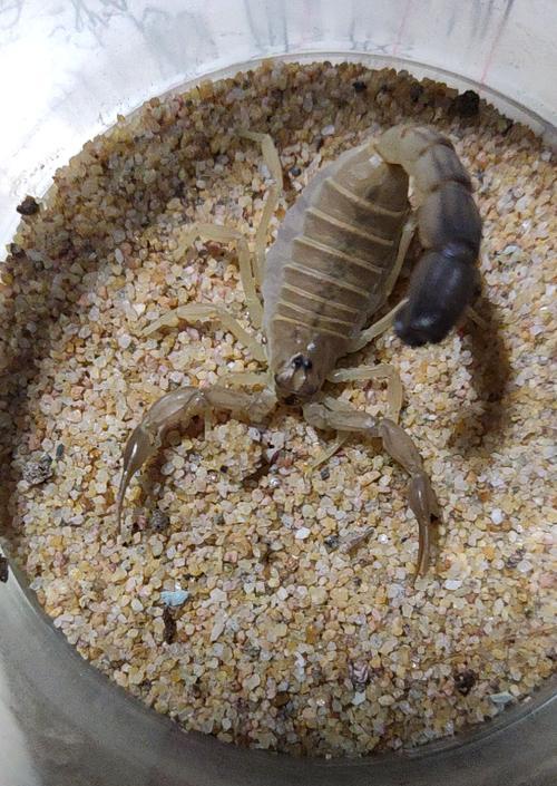 如何自制蟋蟀盆栽肥料呢？自制肥料的步骤和材料是什么？