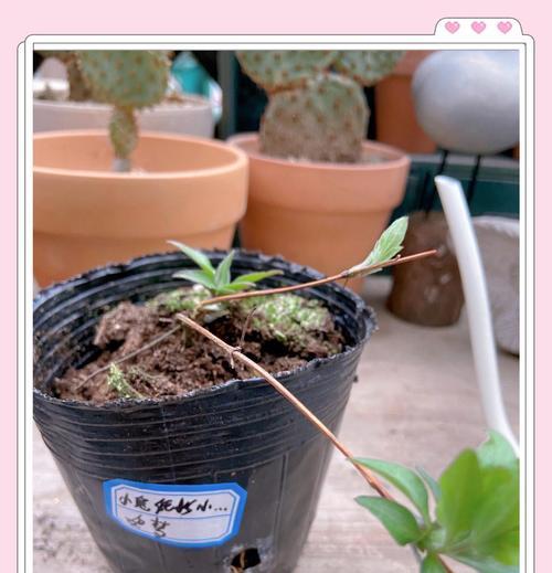 铁线莲琉璃开花后怎么处理？后续的养护管理方法？