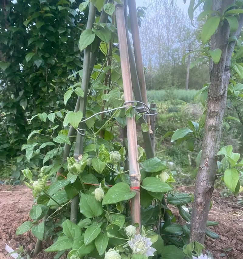 铁线莲琉璃开花后怎么处理？后续的养护管理方法？