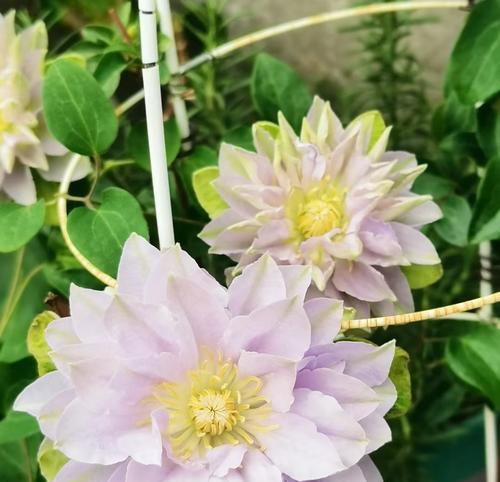 铁线莲琉璃开花后怎么处理？后续的养护管理方法？