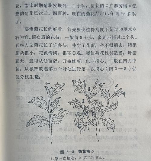 菊花叶子发黄的常见原因及解决方法是什么？
