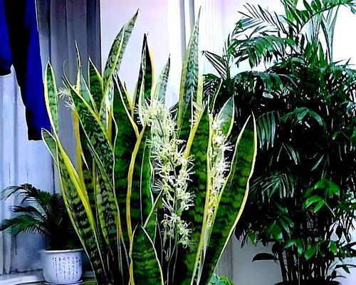 老房子适合种植哪些野生花卉？如何进行养护？