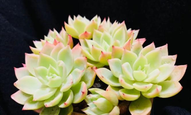 魔都阳台适合养哪些花？