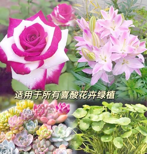 自制酸性肥料的方法是什么？适合哪些植物？
