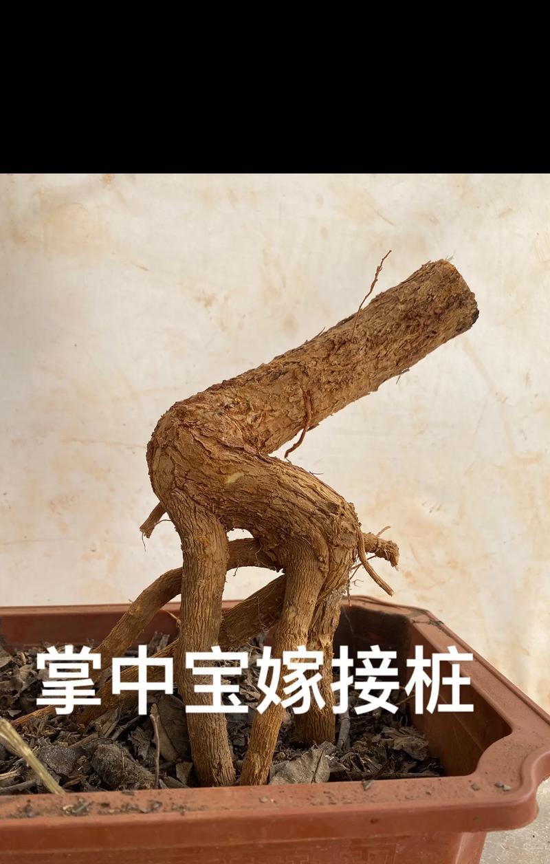 三角梅游龙桩造型制作方法有哪些？