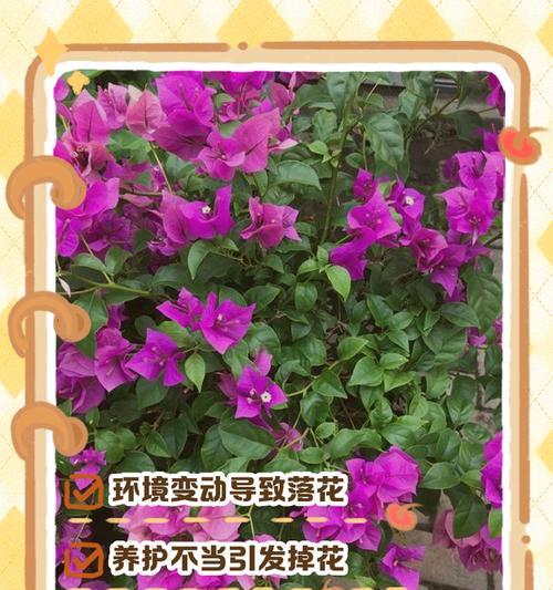 三角梅促花剂的正确使用方法是什么？