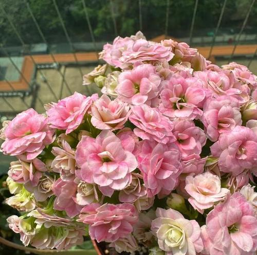 阳台夏季表现好的花是什么花？哪些品种适合？