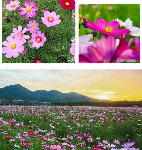 什么花六七月份播种？适宜夏季播种的花卉推荐。
