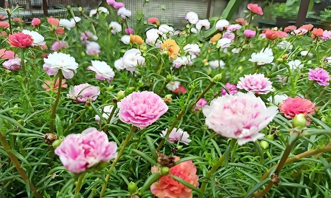什么花六七月份播种？适宜夏季播种的花卉推荐。