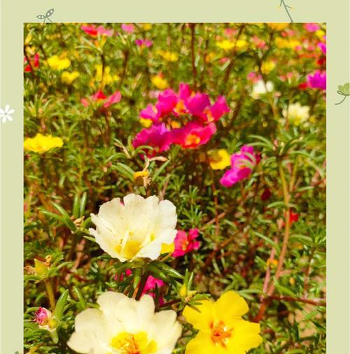 什么花六七月份播种？适宜夏季播种的花卉推荐。