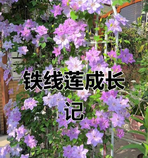 铁线莲怎么培育出小苗呢？小苗培育的步骤详解！