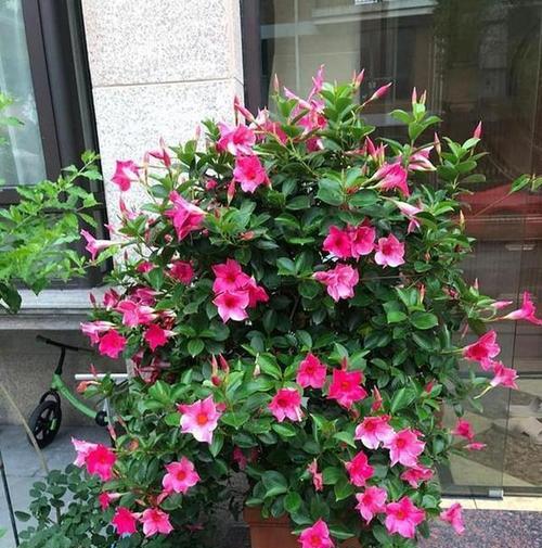 阳台入户处适合种植哪些花？
