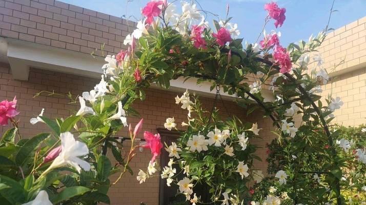 阳台入户处适合种植哪些花？