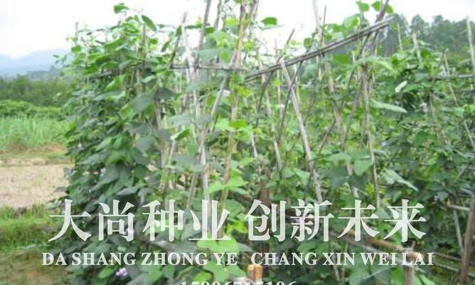 扁豆播种的最佳时间是什么时候？播种技巧有哪些？