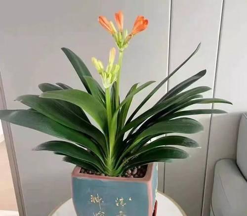 君子兰抗干抗湿的处理方法有哪些？