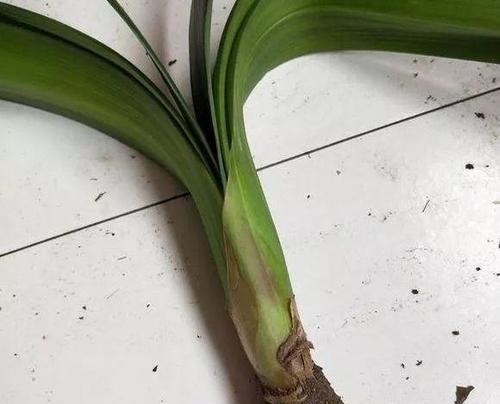 君子兰抗干抗湿的处理方法有哪些？