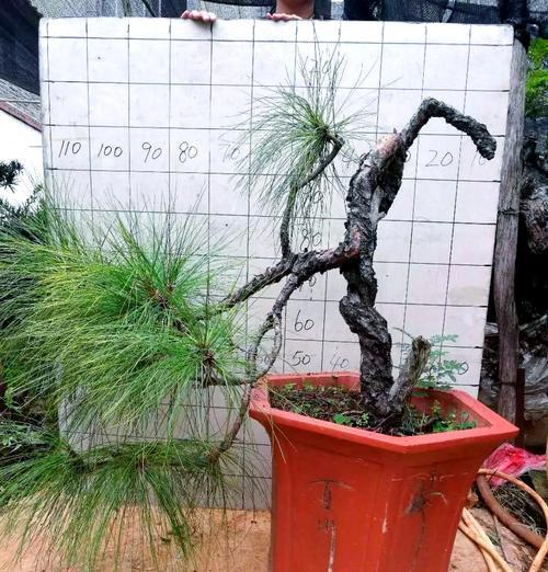 盆景透气不良如何解决？有哪些改善技巧？