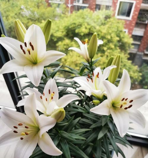 阳台全开的花是什么品种？如何在阳台种植？