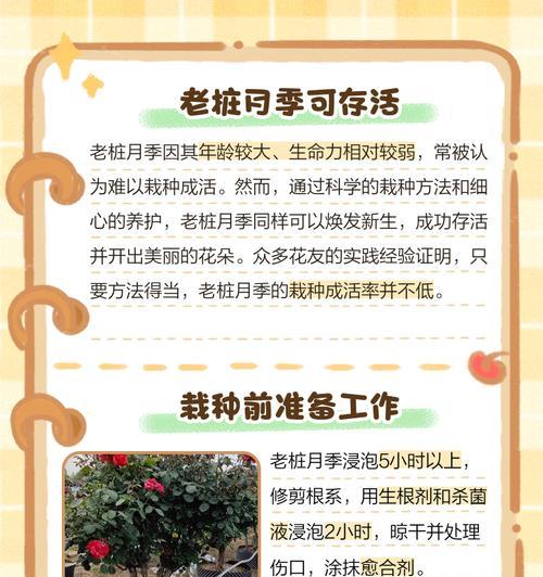 种子月季怎么种？月季种子种植的正确步骤是什么？