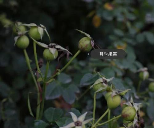 种子月季怎么种？月季种子种植的正确步骤是什么？