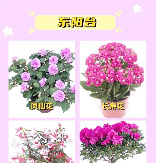 密封阳台养花选择指南？哪些花卉最适合？