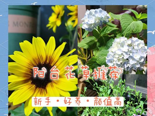 密封阳台养花选择指南？哪些花卉最适合？