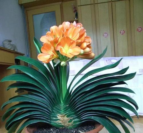 密封阳台养花选择指南？哪些花卉最适合？