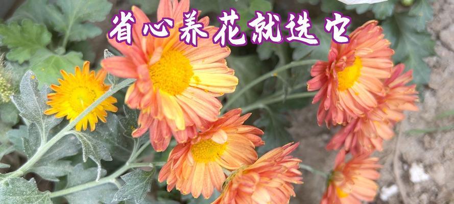 地下播种的花叫什么？地下播种花卉的养护要点有哪些？