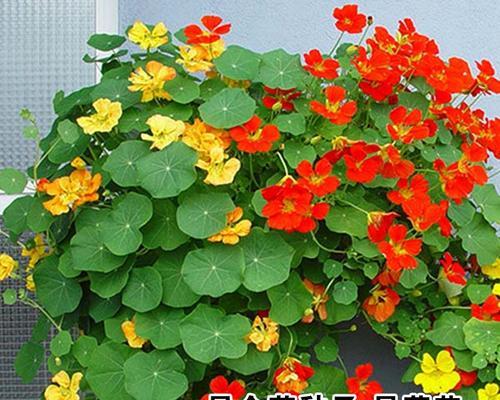 地下播种的花叫什么？地下播种花卉的养护要点有哪些？