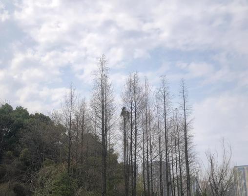 水杉夏天怎么浇水？夏季水杉的正确浇水方法是什么？